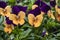 Pansy Flowers vivid orange and purple spring colors. Macro images of flower faces. Pansies in the garden