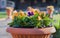 Pansy garden flowers in a pot at bllured background