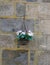 Pansy in a handbasket on a wall. Roseherty,Aderdeenshire,Scotland,uk.