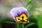 Pansy Multicolored Pansies Background Purple