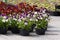 Pansy nursery pots