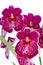 Pansy Orchid - Miltonia Lawless