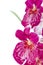 Pansy Orchid - Miltonia Lawless