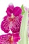 Pansy Orchid - Miltonia Lawless