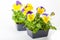 Pansy Paks