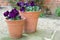 Pansy Ruffles, purple winter flowering pansies in garden pots