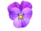 Pansy (Viola)