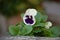 Pansy Viola bicolor  in purple and white, with green leaves