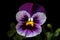 Pansy (Viola tricolor) (Generative AI)