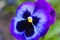 Pansy Violet Flower