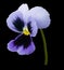 Pansy violet flower on black isolated background with clipping path. Closeup no shadows.