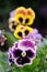 Pansy Violet Flowers on Flower Bed