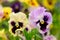 Pansy Violet Flowers on Flower Bed