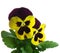 Pansy violet springtime Viola x wittrockiana