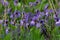 Pansy violets, spring blossoming. close up shot