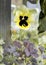 Pansy. Violets. Violet on a background of green foliage. Colorful violets