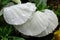 Pansy white petals wet with raindrops