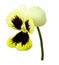 Pansy yellow-bordo flower on a white isolated background with clipping path. Closeup no shadows.