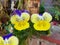 pansy yellow flowers with purple