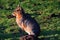 Pantagonian Hare in the Winter sun.