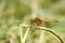 Pantala flavescens dragonfly