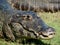 Pantanal Caiman