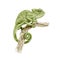 Panter chameleon on the branch watercolor illustration. Hand drawn  exotic lizard graphic image. Beautiful jungle reptile close up