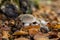 Panther amanita among the leaves in the forest in the fall, amanita pantherina