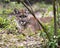 Panther Animal Photo. Picture. Image. Portrait. Close-up profile view. Foliage background