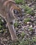 Panther Animal Photo. Picture. Image. Portrait. Head close-up profile view. Foliage background