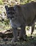 Panther animal Stock Photos.  Panther animal close-up profile view