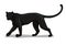 Panther big cat isolated in cartoon style. Educational zoology illustration, coloring book picture