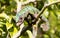 Panther chameleon Furcifer pardalis, hunting