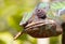 Panther chameleon Furcifer pardalis, hunting