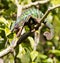 Panther chameleon Furcifer pardalis, hunting