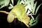 Panther chameleon Furcifer pardalis lying on a tree branch, Madagascar