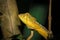 Panther chameleon Furcifer pardalis lying on a tree branch, Madagascar