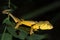 Panther chameleon Furcifer pardalis lying on a tree branch, Madagascar