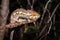 Panther chameleon Furcifer pardalis lying on a tree branch, Madagascar