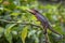 Panther Chameleon - Furcifer pardalis, Madagascar