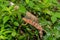 Panther Chameleon in Lokobe Nature Special Reserve, Madagascar, Nosy Be