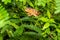 Panther Chameleon in Lokobe Nature Special Reserve, Madagascar, Nosy Be