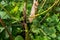 Panther Chameleon in Lokobe Nature Special Reserve, Madagascar, Nosy Be