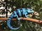 Panther chameleon resting on branch. AI generated