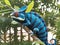 Panther chameleon resting on branch. AI generated