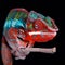 Panther Chameleon on stick with Black Background Detail