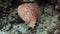 Panther Electric Ray Torpedo panthera in Red Sea, Egypt. Camouflage Marble Spotted Stingray swimming in coral reef deep over