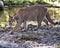 Panther Florida animal stock photos.  Panther Florida animal close-up profile view with a bokeh background