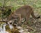 Panther Florida animal stock photos.  Panther Florida animal close-up profile view drinking water with a foliage background