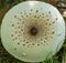 Panther fly agaric